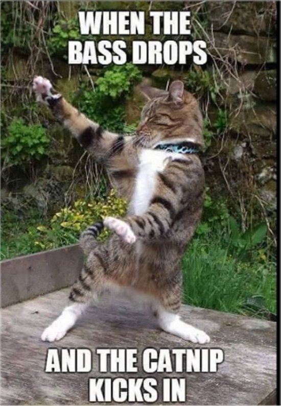 caturday rave majorgeeks.jpg